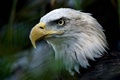 米スミソニアン国立動物園のハクトウワシ（2016年8月11日撮影）。(c)Brendan Smialowski / AFP