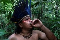 ブラジル北西部アマゾナス州マナウスの西にあるサテレマウェの居住地で、薬用植物を集めるアンドレ・サテレマウェさん（2020年5月17日撮影）。(c)Ricardo OLIVEIRA / AFP
