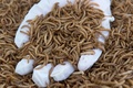 飼料用に生産されたミールワーム。仏中部サンティニャにある仏企業「アンベール」で（2020年5月27日撮影）。(c)Thierry Zoccolan / AFP