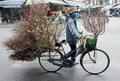 2008年1月15日、ベトナムの首都ハノイ（Hanoi）の繁華街で、桃の花を自転車で行商する売り子。(c)AFP/HOANG DINH Nam