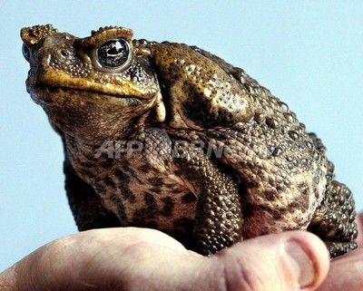 毒カエル繁殖でオーストラリア固有のワニに絶滅の危機 豪大研究 写真1枚 国際ニュース Afpbb News