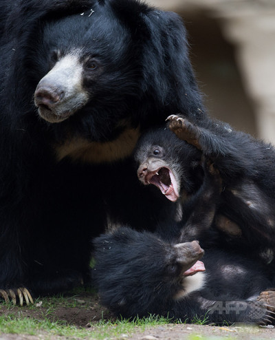 母は強し、ナマケグマが子を狙うトラと15分格闘し撃退 インド