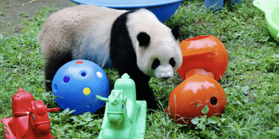 パンダなど動物の赤ちゃんが「こどもの日」を迎える 中国重慶の動物園