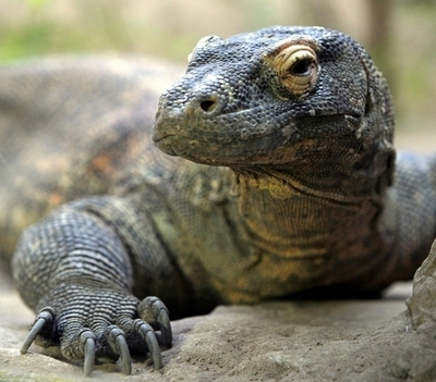 珍種トカゲの「ふん」を捨てられた英大学院生が落胆、7年間の努力が水泡に