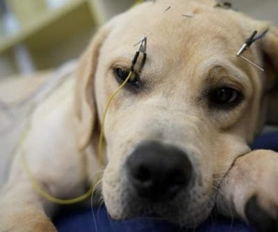 ペットも伝統の鍼治療　上海のクリニック、4年間で4000匹以上治療