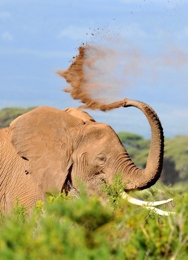 象牙密輸容疑で中国人3人を逮捕、ケニア