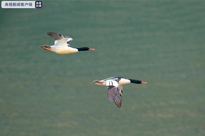 「鳥の世界のジャイアントパンダ」コウライアイサ再び現る 中国・広西