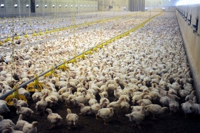 家畜への抗生物質投与、耐性菌出現の要因に 米学会