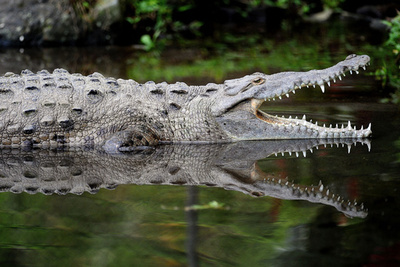 米国人サーファーがワニに襲われ片脚切断、コスタリカ