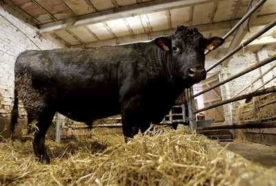 宮崎県、口蹄疫に伴う非常事態宣言を全面解除