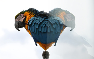 【今日の1枚】インコの鏡像、何に見える？