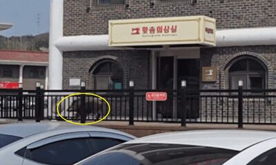 韓国・高速サービスエリアにイノシシ出没…施設破壊寸前・利用客避難の騒ぎ