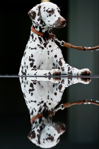 「美犬」が大集合、国際ドッグショーをPR ドイツ