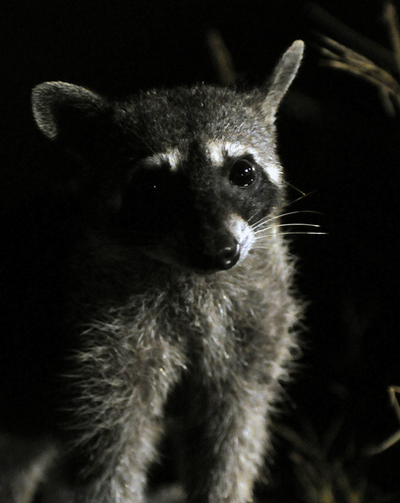 カニクイアライグマ、カニも洗うカニ？