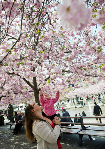 桜満開のクンストレゴーデン公園、スウェーデン