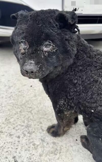 韓国・山火事被災地、保護犬のエサ2トン盗んだ若者…ネット上で炎上「人間なのか？天罰を受けろ」