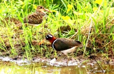 珍しい習性の水鳥タマシギ、中国の江西省南昌市に出現