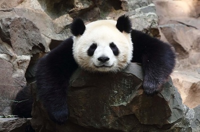 だれすぎ？パンダのんびり、愛嬌満点 中国
