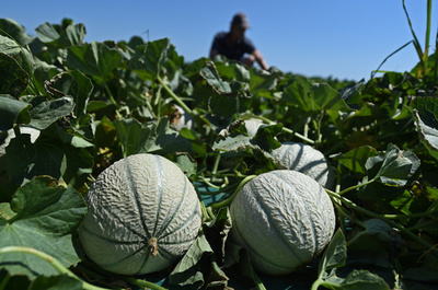 メロンでリステリア菌感染、3人死亡 オーストラリア