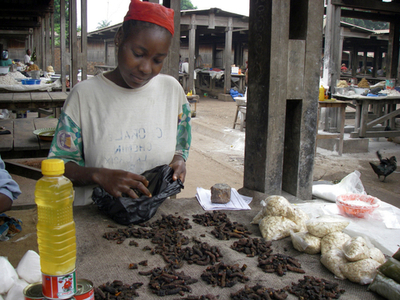 食生活の主役はイモ虫、中央アフリカ