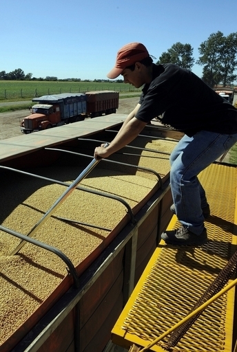 大豆のゲノムを解読、バイオ燃料としても期待