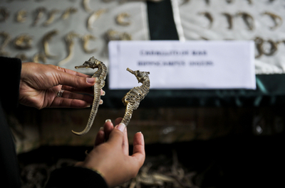 タツノオトシゴ1万6000匹押収、アジアへ密輸寸前