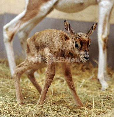 生後わずか1日のガゼル ハンガリーの動物園が写真公開 写真5枚 ファッション ニュースならmode Press Powered By Afpbb News