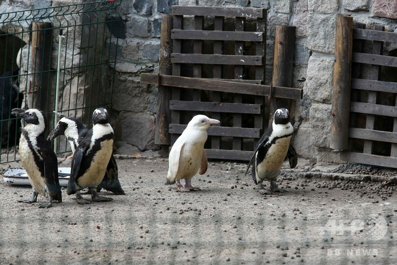 希少なアルビノの赤ちゃんペンギン ポーランドの動物園で一般公開 写真2枚 国際ニュース Afpbb News