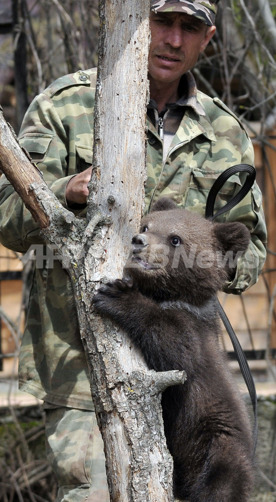 好奇心むくむく、動物園の子グマ ロシア