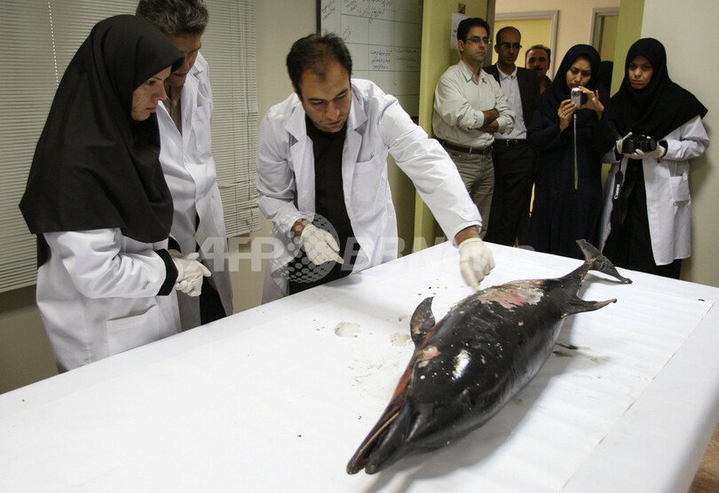 イラン南部でイルカが謎の大量死