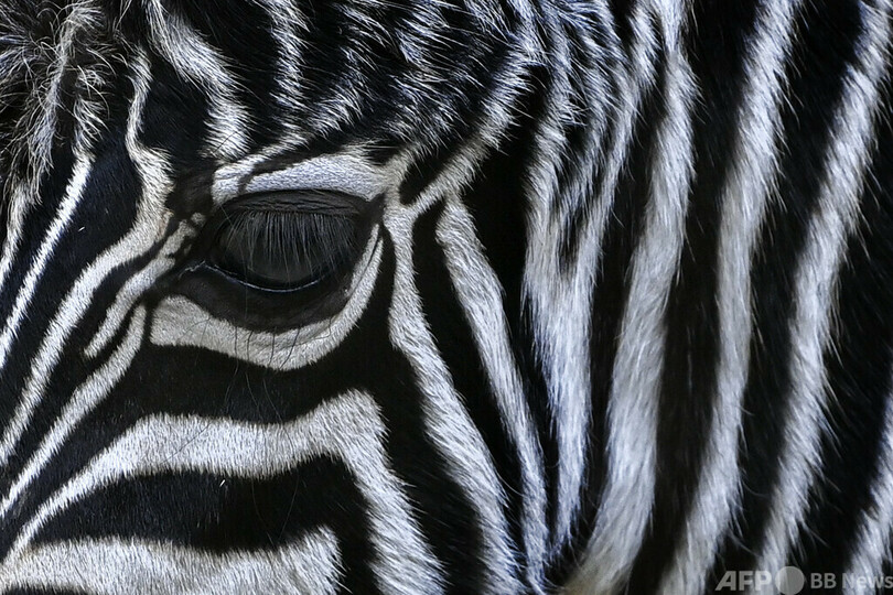 シマウマ11頭、謎の連続死 バングラのサファリパーク