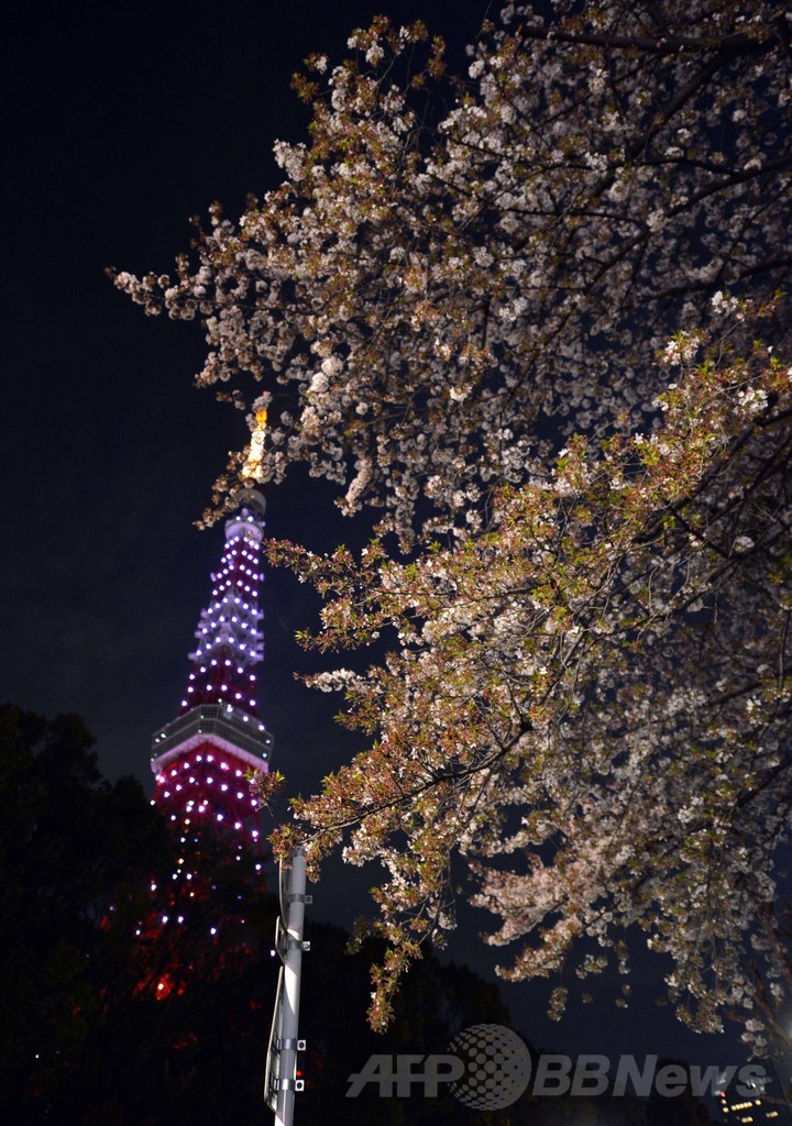 「桜色」の東京タワーと満開の桜