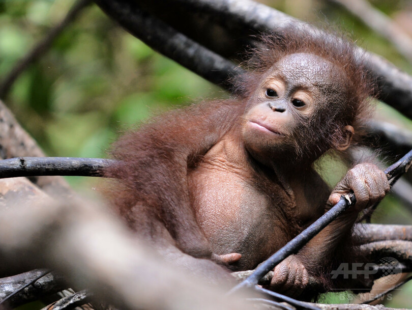 ボルネオ島のオランウータン 森林消失で激減 研究 写真1枚 国際ニュース Afpbb News