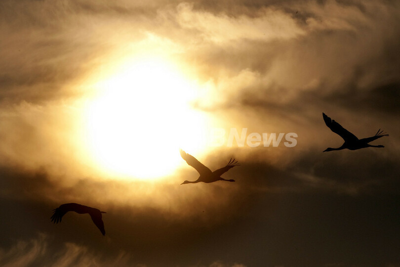 ヨルダン渓谷を飛ぶ渡り鳥