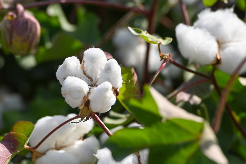中国基準 の国産綿花 初の審査承認段階へ 写真5枚 国際ニュース Afpbb News 中国基準 の国産綿花 初の審査承認段階へ 写真5枚 国際ニュース Afpbb News