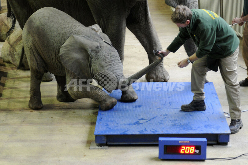 体重はかるのいやだゾウ 独動物園で身体測定 写真14枚 国際ニュース Afpbb News