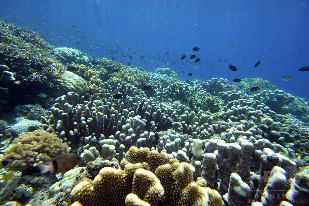 太平洋サンゴ礁 深刻な白化 沖縄周辺は最大70 が被害 報告 写真1枚 国際ニュース Afpbb News