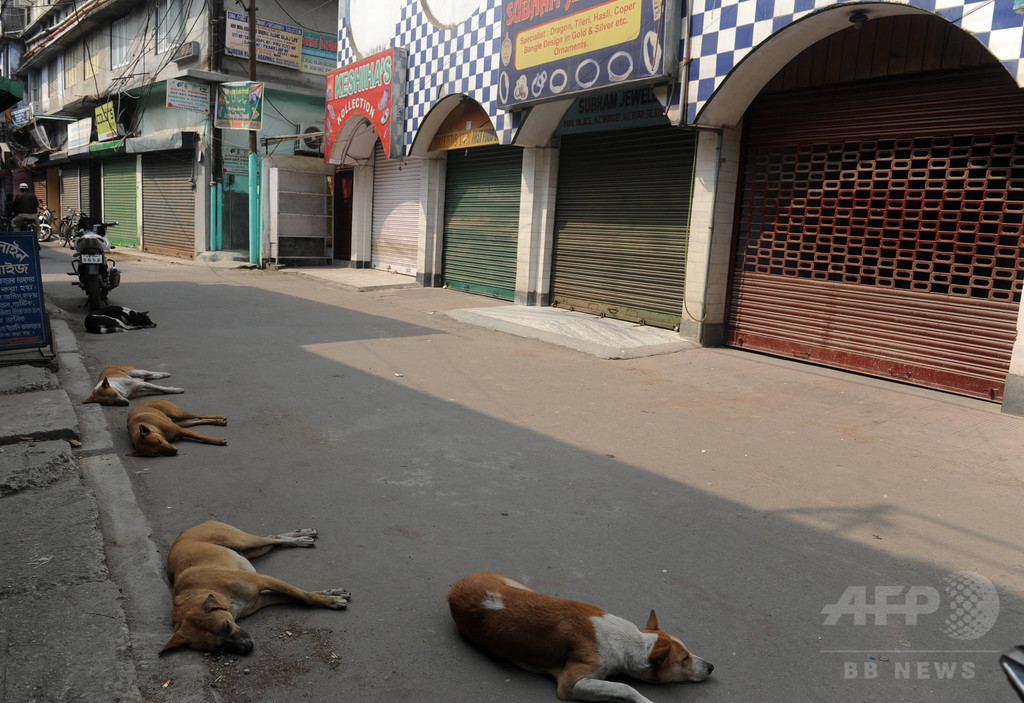野良犬を訓練し市内警備に活用へ、インド首都 野良犬を訓練し市内警備に活用へ、インド首都