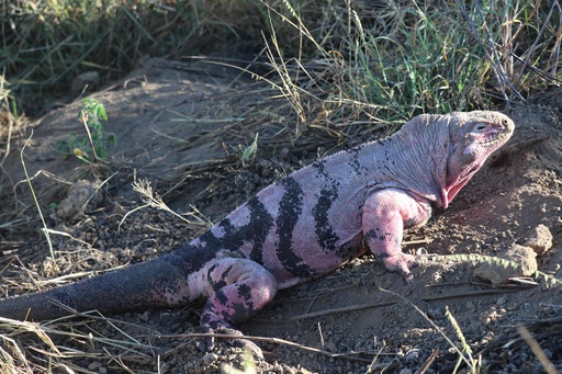 残りわずか211匹 ガラパゴス諸島のピンクイグアナ 個体数調査 写真13枚 国際ニュース Afpbb News