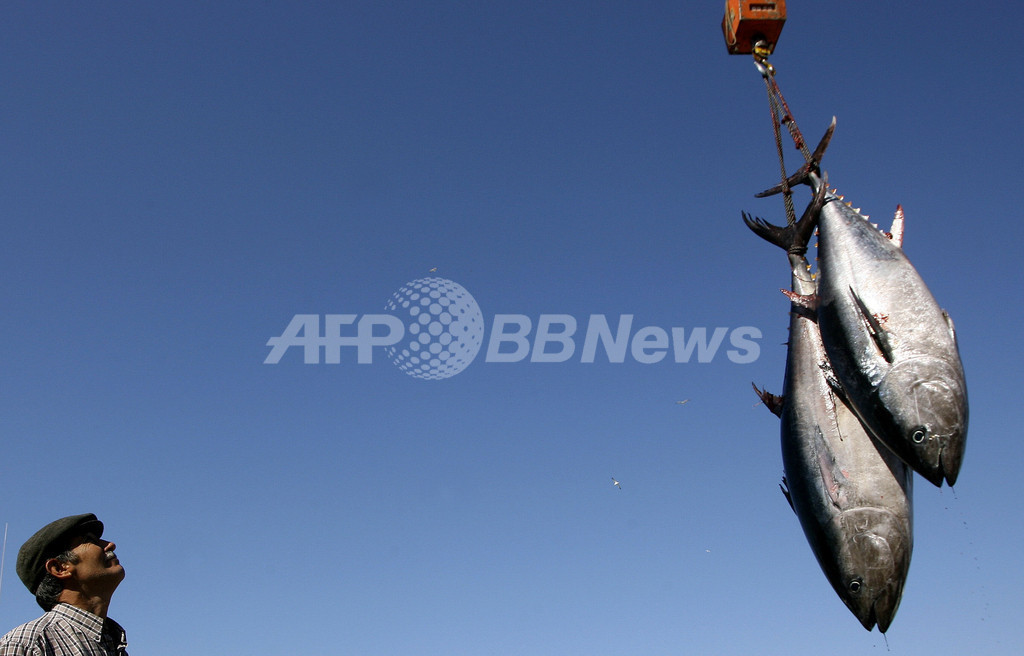 クロマグロ取引の一時禁止案、EU加盟国が不支持を決定 クロマグロ取引の一時禁止案、EU加盟国が不支持を決定