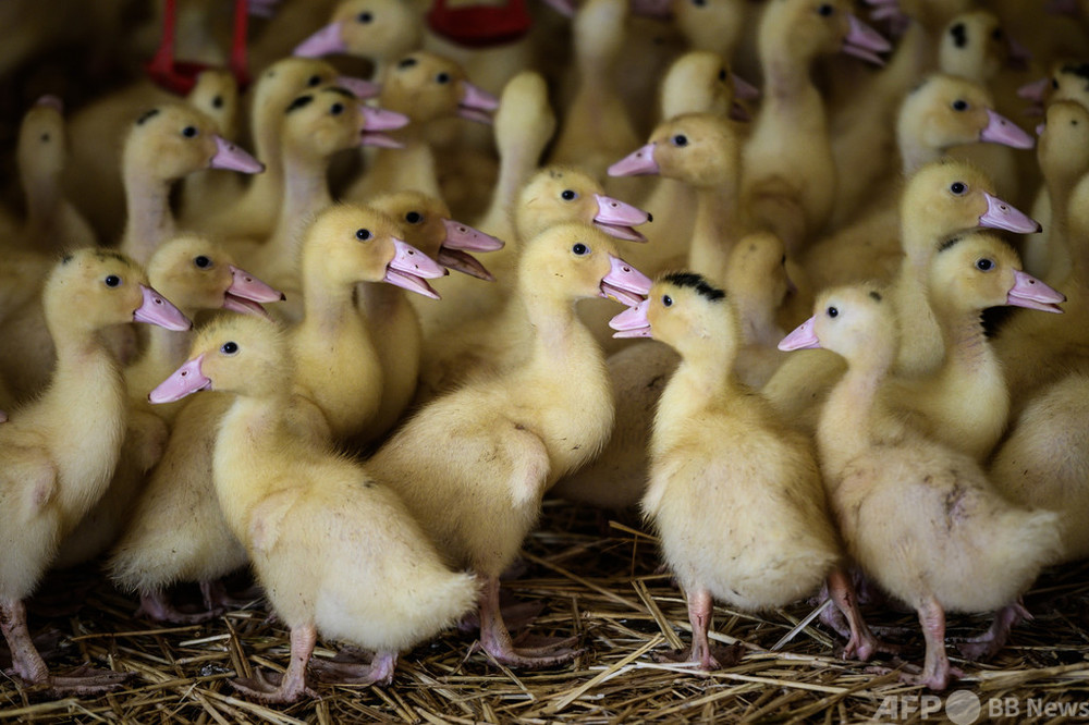 仏フォアグラ産地で鳥インフル拡大 制御不能 と生産者ら 写真4枚 国際ニュース Afpbb News