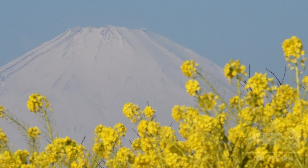 春はすぐそこ 雪の富士山と菜の花畑 写真4枚 国際ニュース Afpbb News