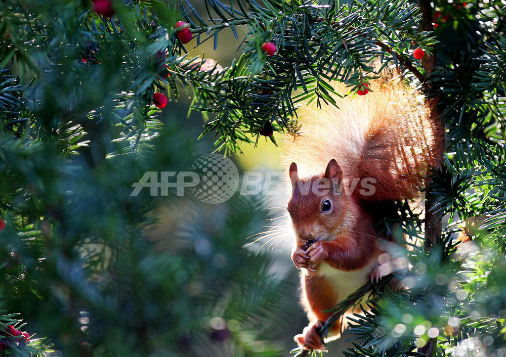 Family さま】*ornament グリーンの木の実を持った リスさん