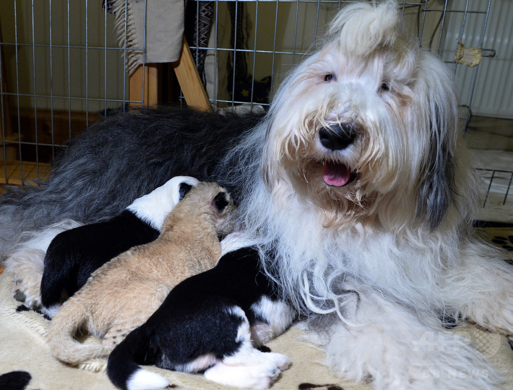 【特集】おもしろ動物写真集～癒やし系から仰天系まで～