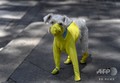 【写真特集】ウイルス対策も工夫次第? 素材も形もさまざまな「マスク」 新型コロナウイルスの感染予防用の服を着た犬。ベネズエラ・カラカスにて(2020年3月20日撮影)。(c)Federico PARRA / AFP