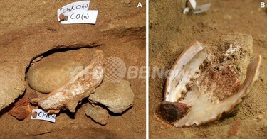 南アフリカ発 鉱石で出来た貴重なサイの置物 60～70年代 南アフリカ発