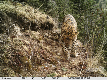 青海、四川、チベット境界で9頭のヒョウを発見 写真3枚 国際ニュース