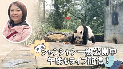 中国四川省 シャンシャンが8日から一般公開 ライブ配信で日本語の「シャンちゃん」に反応