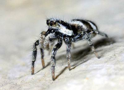 欧州で外来種のクモが年々増加