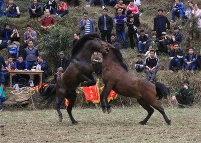 馬たちの勇壮なぶつかり合い ミャオ族伝統の闘馬祭りで新年祝う